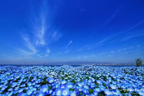 「ネモフィラ祭り 2022」大阪まいしまシーサイドパークで、ネモフィラ約100万株が咲く“青の絶景”