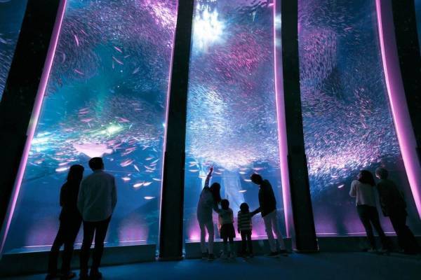 横浜・八景島シーパラダイス春イベント「＃はなパラ」大水槽を舞う桜色のイワシやペンギンのお花見パレード