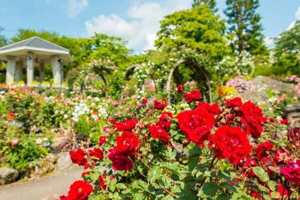箱根強羅公園、5月下旬はバラの開花 - 深緑とバラのコントラスト
