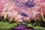 よみうりランド「夜桜ジュエルミネーション」桜並木×宝石色イルミネーション、“お花見コースター”も
