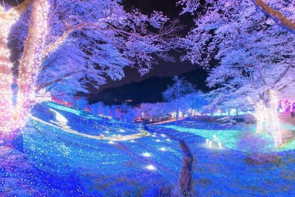 2,500本の桜が咲き誇るお花見イベント「さがみ湖桜まつり」&quot;夜桜×光&quot;の幻想的な競演も