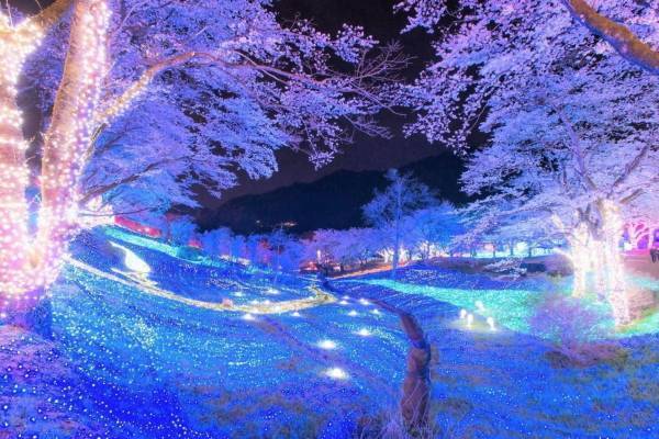 2,500本の桜が咲き誇るお花見イベント「さがみ湖桜まつり」"夜桜×光"の幻想的な競演も