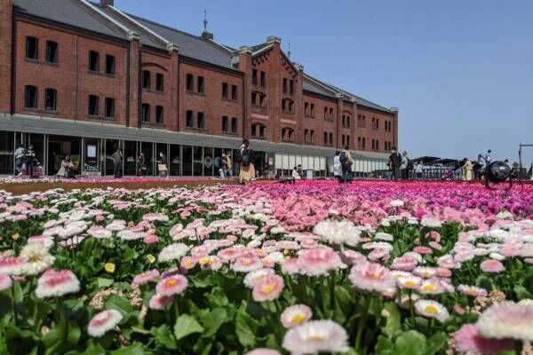 横浜赤レンガ倉庫「フラワー ガーデン 2022」ネモフィラ咲くカラフル花畑＆キッチンカーも