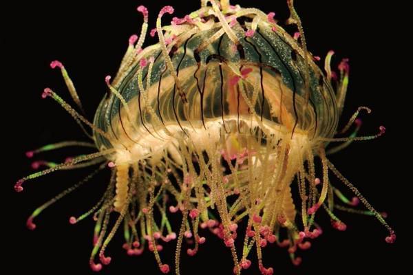 書籍『世界で一番美しいクラゲ図鑑』世界の海で撮影された“神秘的なクラゲ”写真約300点