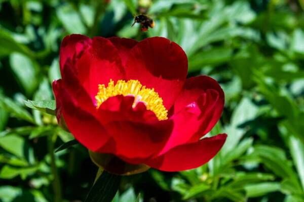 茨城 世界最大級 つくば牡丹園 約800種類6万株の花々が咲き誇る牡丹 シャクヤク庭園 22年3月26日 ウーマンエキサイト 1 2