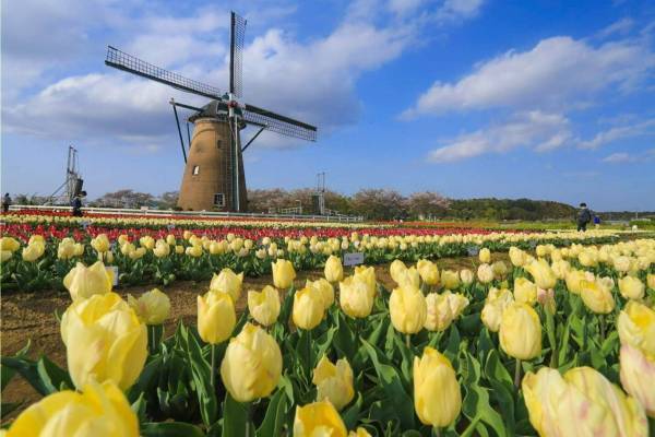 「佐倉チューリップフェスタ2022」絶景55万本のチューリップ畑が千葉に、新鮮ソフトクリームも