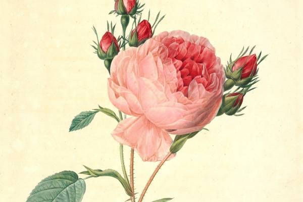 特別展「宮廷画家ルドゥーテとバラの物語」大分市美術館で、マリー・アントワネットに仕えた植物画家