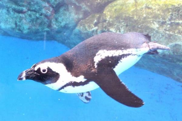 仙台うみの杜水族館"ケープペンギン"の生活を見られる新施設、南アフリカの生息地を再現