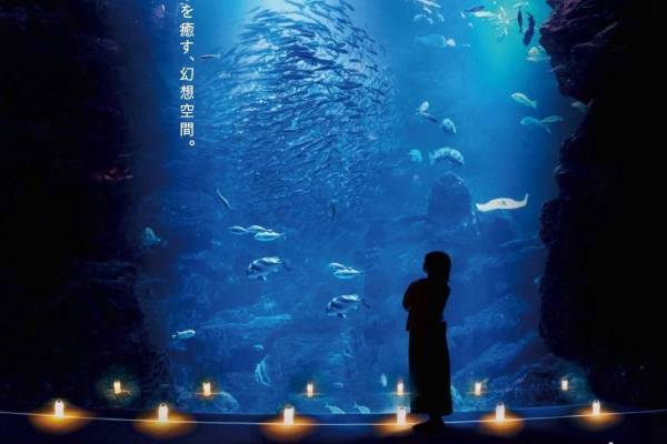 京都水族館「夜のすいぞくかん」“夜だけ見れる”魚の大群＆ペンギンの寝顔、イルカのナイトパフォーマンス
