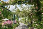 「練馬区立 四季の香 ローズガーデン」の春イベント、約320品種460株のバラが見ごろに