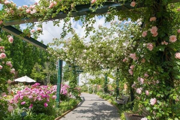 「練馬区立 四季の香 ローズガーデン」の春イベント、約320品種460株のバラが見ごろに