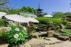 「第四十三回 上野東照宮 春のぼたん祭」希少品種含む、110種500株以上のボタンが苑内を彩る