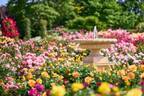 1万株の薔薇が咲き誇る「京成バラ園」春イベント、“バラの香り”を楽しむメリーゴーランド誕生