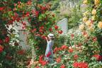 熱海のローズガーデン「アカオ フォレスト」600種4,000株のバラが咲き誇る初夏のローズフェスタ