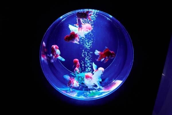 「アートアクアリウム美術館 GINZA」銀座三越にオープン、金魚が舞泳ぐ常設アート空間