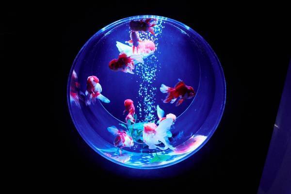 「アートアクアリウム美術館 GINZA」銀座三越にオープン、金魚が舞泳ぐ常設アート空間
