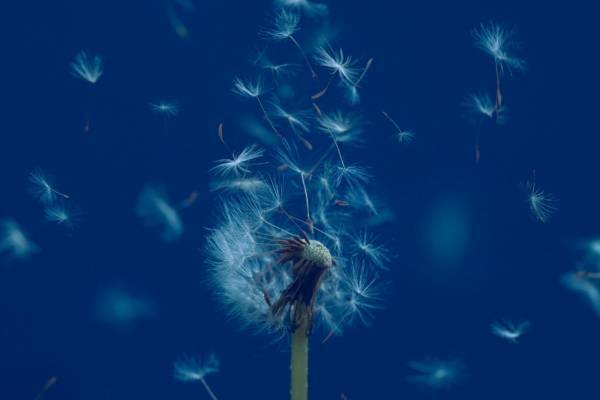 マカロニえんぴつ最新EP『たましいの居場所』「星が泳ぐ」など4曲、MV収録のBlu-ray付き