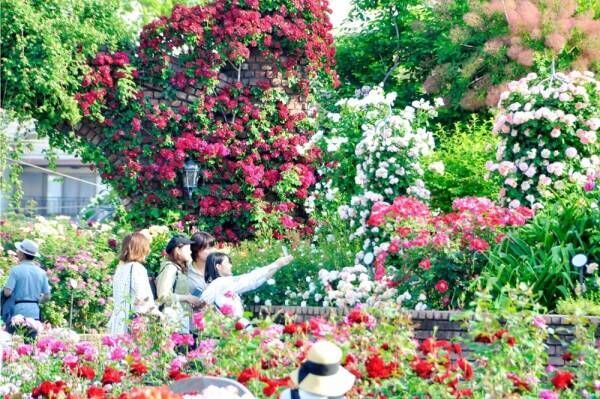 ひらかたパーク「早朝ローズガーデン散策デー」香りが強く色艶も美しい朝に、約4,000株のバラ鑑賞