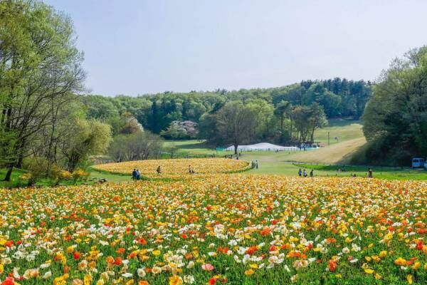 埼玉・国営武蔵丘陵森林公園、ビタミンカラーの「アイスランドポピー」が約70万本咲く花畑