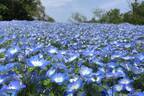 横須賀市くりはま花の国「ポピー・ネモフィラまつり」約100万本のポピー＆ブルーの花畑を入園無料で