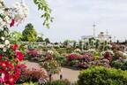 「横浜ローズウィーク」山下公園など市内各所に咲く、約2,200品種9,000株のバラ