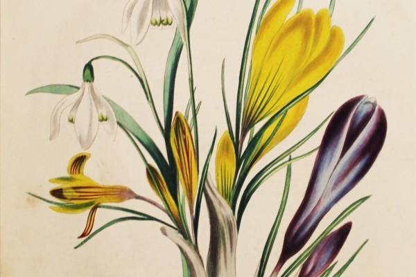 企画展「花を愛する人の物語」高知県立文学館で、バーネット『秘密の花園』に着目して花にまつわる作品を紹介