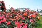 大阪「万博記念公園 ローズフェスタ」約250品種2400株のバラが咲くイベント、薔薇のアーチも
