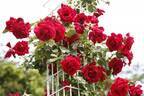 生田緑地ばら苑“秘密の花園”ローズガーデン、約800種・約3,300株のバラが咲き誇る