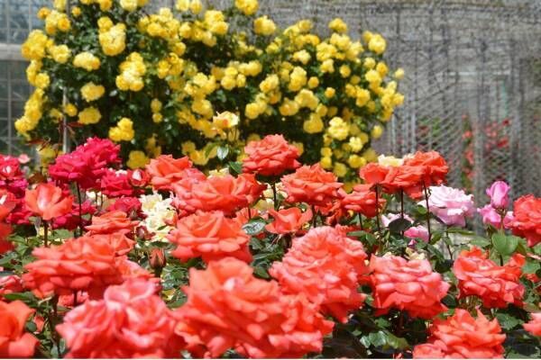 小田原フラワーガーデン「春のローズフェスタ」華やかに咲き誇る満開の“春バラ”＆バラスイーツも