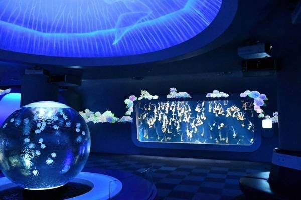 新江ノ島水族館“紫陽花×海の生き物たち”のコラボイベント、幻想的な光の演出＆あじさいドリンク