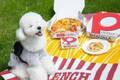 ピザーラが“犬用ピザ”販売へ、人気ピザ“テリヤキチキン”風のトッピング＆宅配サービスも受付
