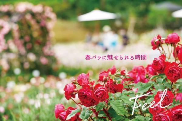 「いばらきフラワーパーク」の春バラシーズン、900品種9000株が園内を彩る国内屈指のローズガーデン