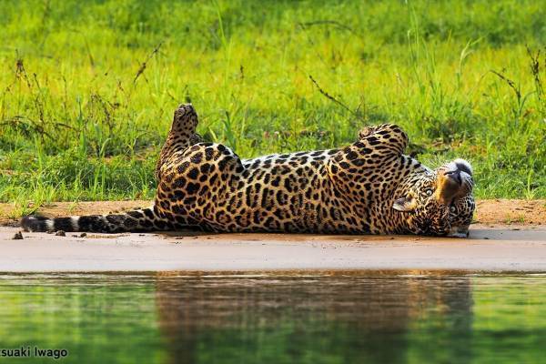 岩合光昭の“野生動物”本格ドキュメンタリー写真展「パンタナール」大迫力な動物作品100点以上