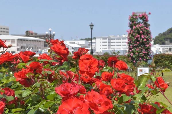 「春のローズフェスタ」横須賀・ヴェルニー公園に約1,700本色とりどりのバラが咲き誇る