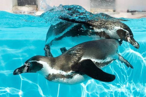 「ペンぎょ展」ペンギンと⾦⿂の合同写真展＆イラスト物販展、東京・名古屋・福岡で開催