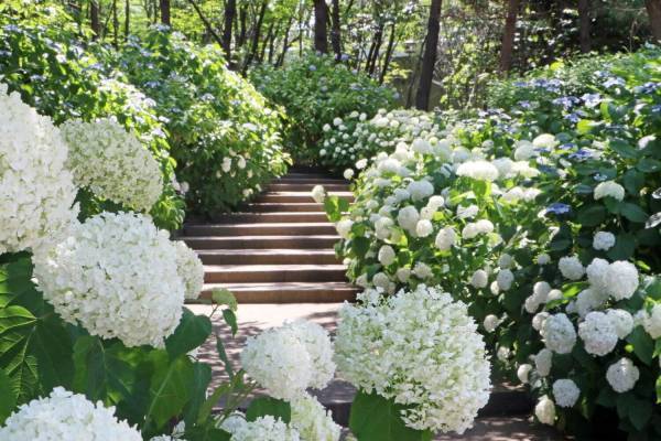 横浜・八景島シーパラダイス「八景島あじさい祭」多彩な鑑賞スポットに咲く2万株のあじさい