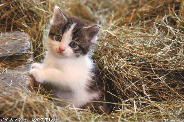 岩合光昭“猫”を写した2つの写真展、角川武蔵野ミュージアムで - 愛くるしい「こねこ」＆世界のネコ