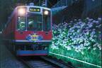 「箱根あじさい電車」の夜間ライトアップ、車窓から楽しめる幻想的なあじさい