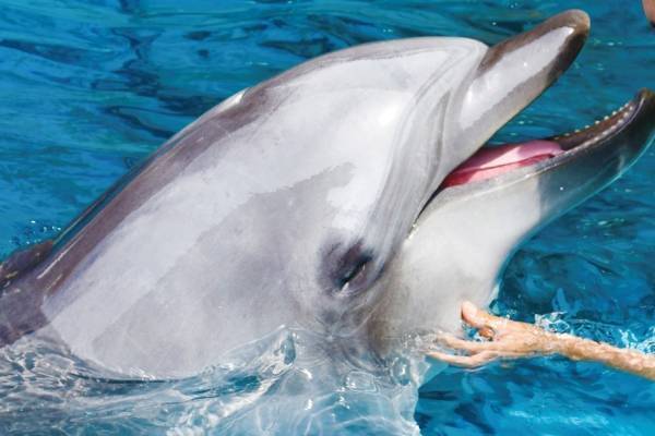 新江ノ島水族館の新イルカショー「Wave ～きみの波になりたい～」えのすい人気ショーがリニューアル