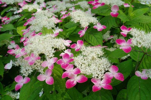 箱根強羅公園の「あじさい展」約50種を展示、西洋あじさいが咲く“あじさいロード”も