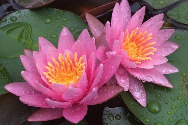 滋賀・⽔⽣植物公園みずの森「スイレン展」満開のスイレンが園内に＆"和と洋”テーマの演出など