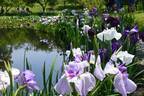 「花菖蒲・睡蓮まつり」神奈川・小田原フラワーガーデンで、池に映る花菖蒲＆睡蓮の共演も