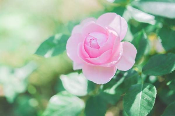 神戸・ROKKO森の音ミュージアムの鮮やかな”バラ”が見頃に、季節の花が咲くガーデンで