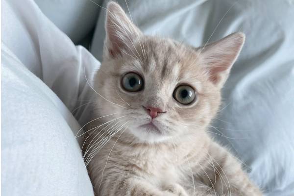 猫の合同写真展＆物販展「ねこ休み展 夏 2022」“ねこまみれ”癒しの猫の祭典が東京・浅草橋で