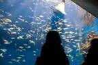 鴨川シーワールド「ナイトアドベンチャー」“夜の水族館”探検、水面で眠るシャチなど海の動物たち