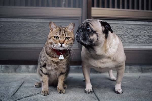 岩合光昭写真展 「ねこといぬ」千葉・パレット柏で、仲良しの"犬ねこ”コンビ＆日本の犬シリーズも