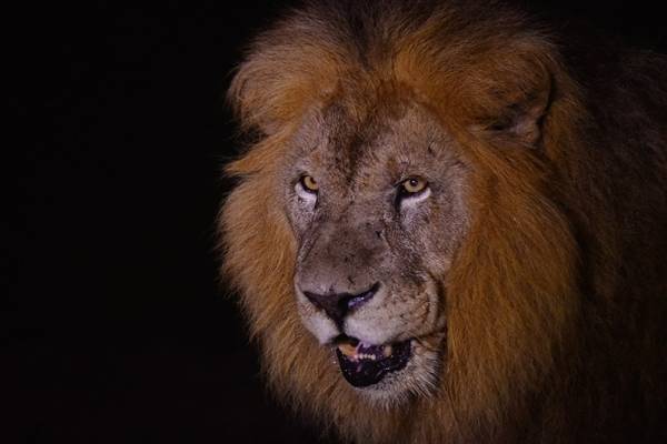和歌山・アドベンチャーワールドで夜間特別営業、夜の動物たちに迫るナイトサファリツアー