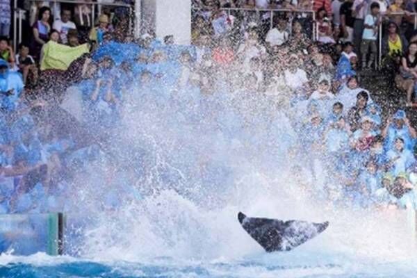 鴨川シーワールドの夏イベント「サマースプラッシュ」ずぶ濡れ必至シャチパフォーマンスや夜の水族館ガイド