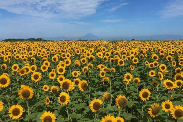 横須賀・ソレイユの丘で「ヒマワリフェスタ」約20万本のヒマワリが開花、自然の絵画鑑賞や限定グルメも