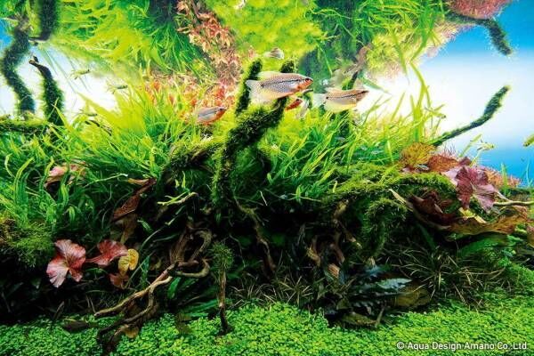 「ネイチャーアクアリウム展 2022 大阪」自然の美しさと生態系を表現した“水と緑の小宇宙”